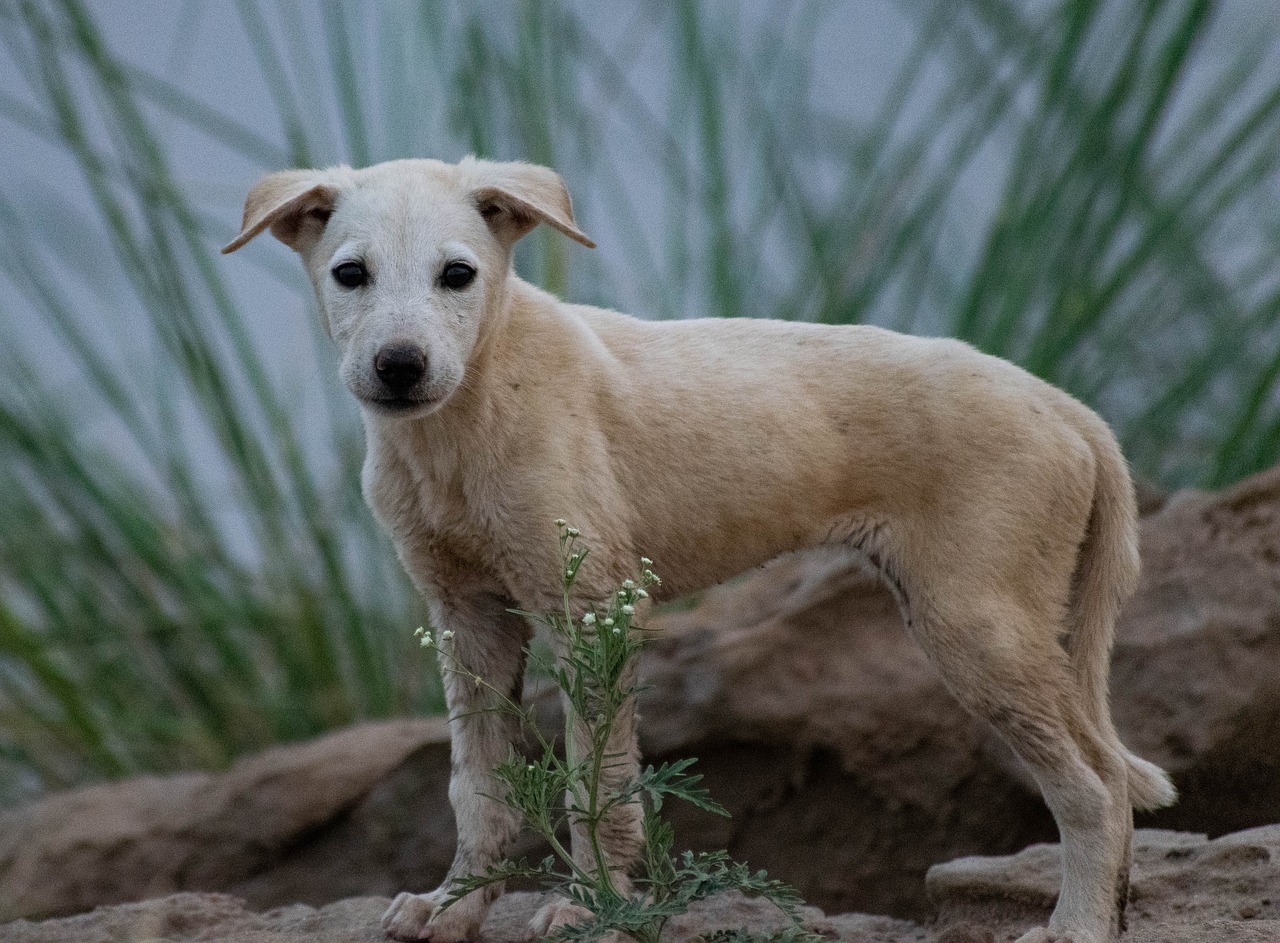 Rabies Vaccine Myth Buster: Don’t Let This Deadly Risk Ruin Your Travels