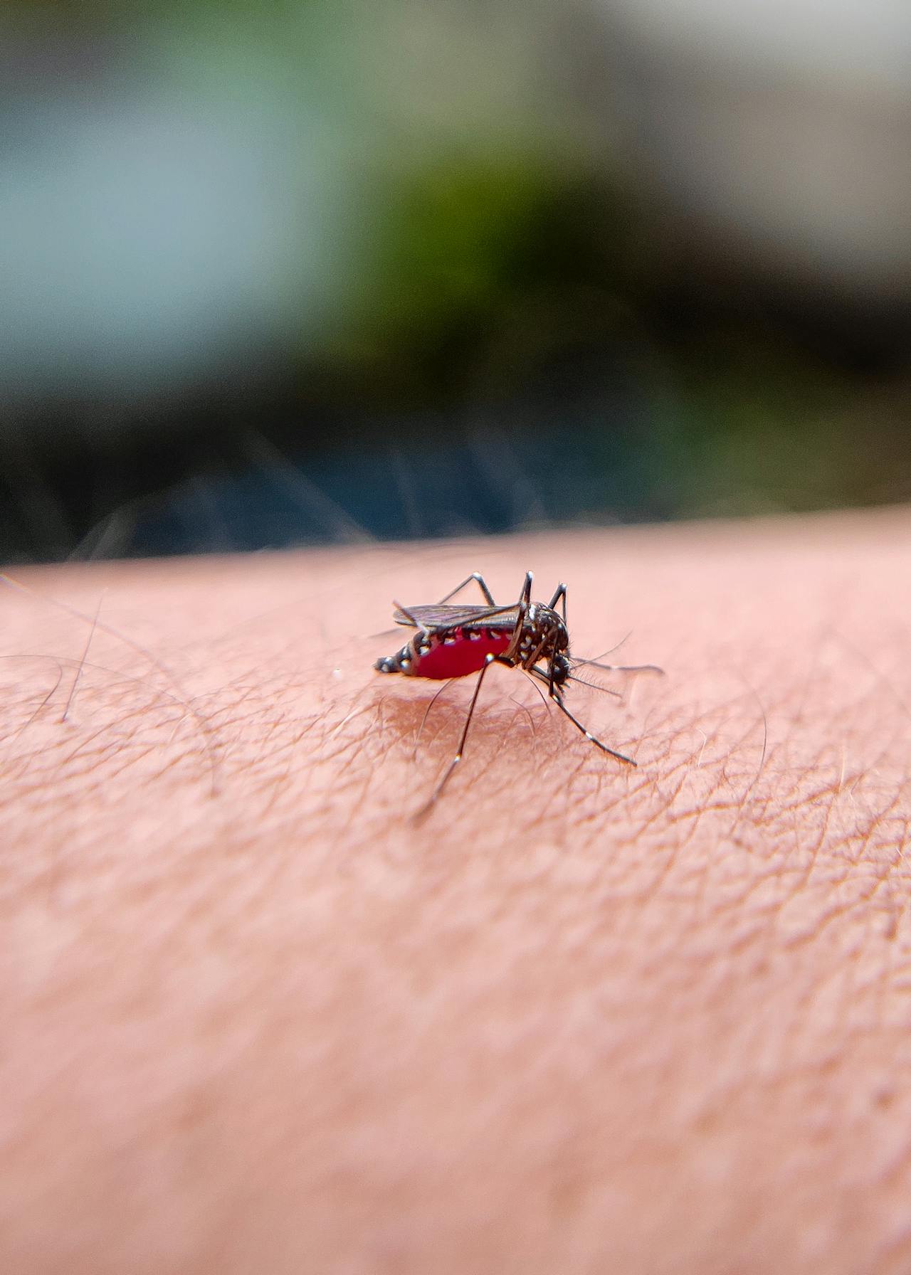 Stay Safe This Holiday Season: Malaria and Dengue Fever Prevention Tips for Travellers
