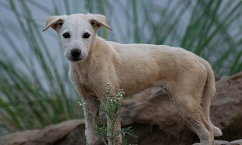 Rabies Vaccine Myth Buster: Don’t Let This Deadly Risk Ruin Your Travels