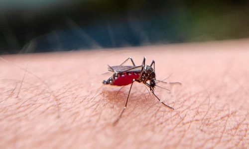 Stay Safe This Holiday Season: Malaria and Dengue Fever Prevention Tips for Travellers
